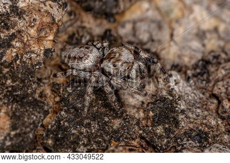 Small Jumping Spider Of The Subtribe Dendryphantina