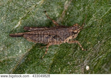 Adult Pygmy Grasshopper Of The Family Tetrigidae