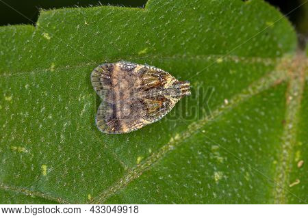 Adult Small Planthopper Of The Family Cixiidae