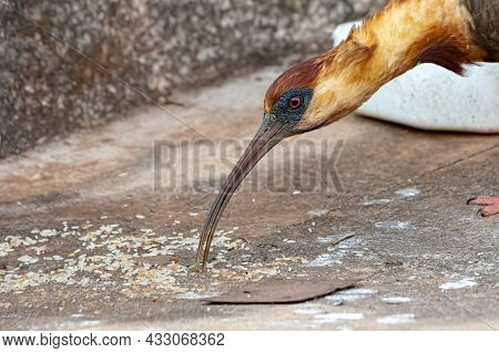 Buff Necked Ibis