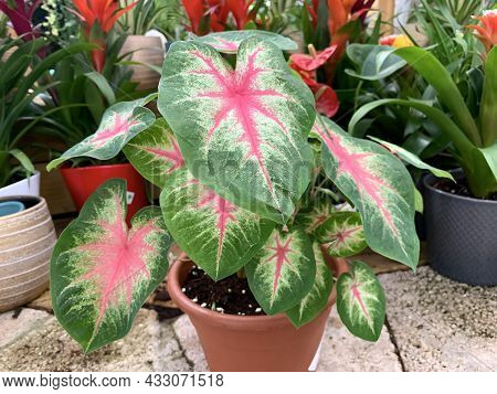 Caladium (latin Caladium) Is A Tropical Herbaceous Plant Grown For Its Beautiful Leaves