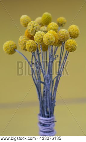 Dried Craspedia Globosa (pycnosorus Globosa) Yellow Flowers, Also Known As Billy Buttons Or Woollyhe