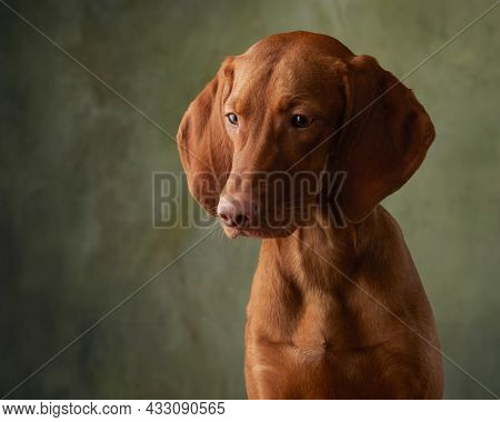 A Dog On A Textured Canvas Background In A Photo Studio. Hungarian Vizsla Portrait