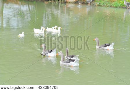 Swimming Ducks, Duck Or Ducks In The Pond