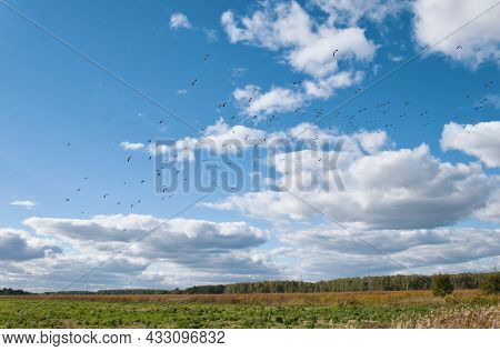 Large Flock Of Birds Flies In The Sky With Clouds Over The Field At Sunnny Day. Birds Migration Land
