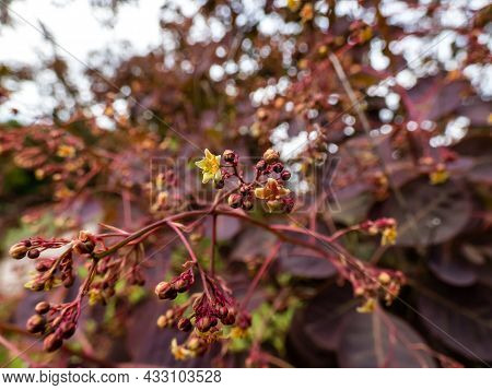 Macro Shot Of Yellow Flowers Of Smokebush (cotinus Coggygria) 'royal Purple' With Attractive Rich Ma