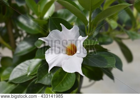 Mandevilla Summerville Flower - Latin Name - Mandevilla Summerville