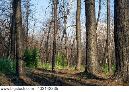 Dead Pine Forest One Year After The Great Forest Fire
