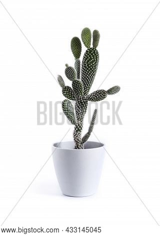 Opuntia Microdasys Var. Albispina Cactus In A Pot Isolated On White Background
