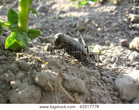 black and ugly gryllotalpa
