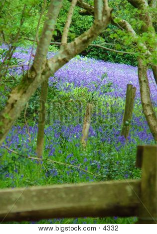 Inglese Blueball legno