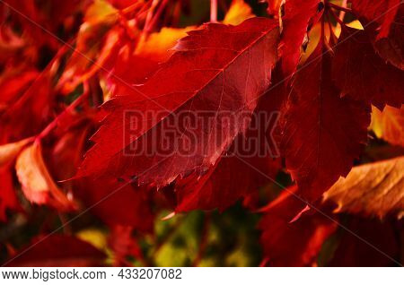 Beautiful Virginia Creeper Parthenocissus Quinquefolia Foliage In Autumn