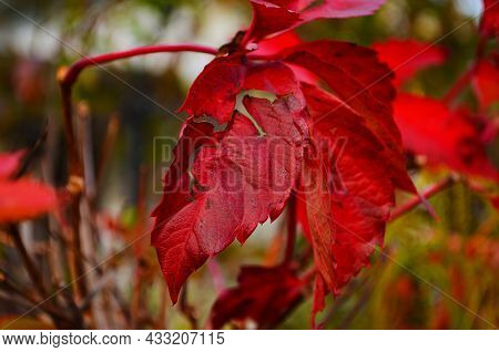 Beautiful Virginia Creeper Parthenocissus Quinquefolia Foliage In Autumn