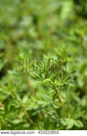 Shrubby Cinquefoil Goldfinger Leaves - Latin Name - Potentilla Fruticosa Goldfinger