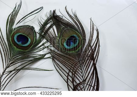 Peacock Feather Well Shiny Blue Green Color In The White Backgrounds
