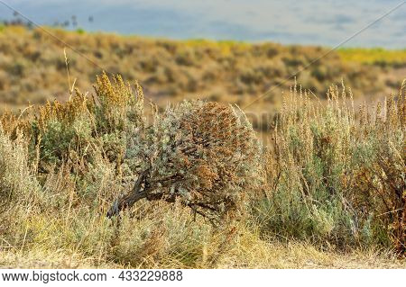 The Arid Landscape Of The Prairies With Sagebrush, Mountains, Grasses