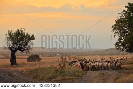 Goats And Sheeps On Road In Greci, Romania. Summer Sunset
