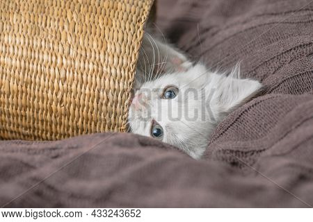 Small White  Striped Kitten Lying In Basket On Blanket. Concept Of Cute Adorable Pet Cat. Small Whit