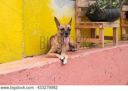 Portrait Of A Beautiful Dog Resting Outside Of A House In Tlacotalpan, Veracruz, Mexico