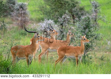Uganda Kob (kobus Thomasi), National Parks Of Uganda