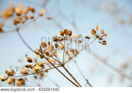 Selective Focus Inflorescences Of Dry Grass On Background Of Blue Sky With Copy Space. Withered Dry 