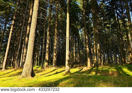 Beautiful Nature Background With Forest. Summer Day With Trees And With Sun Rays For Rest And Relaxa