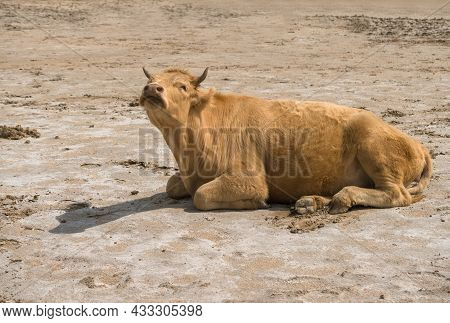 Mooing Red Heifer Lying On The Sand Ground On Hot Sunny Day