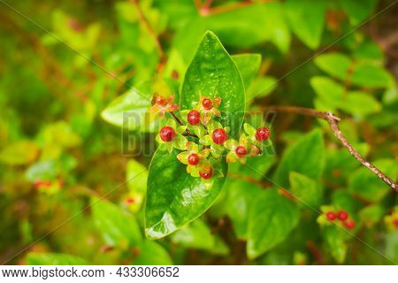 A Shallow Focus Shot Of A Beautiful Blooming Hypericum. St. John's Wort Flowers In Bloom In Springti