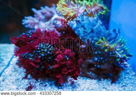Close Up View Of Matted Filefish Or Acreichthys Tomentosus, Commonly Known As The Bristle-tail Filef