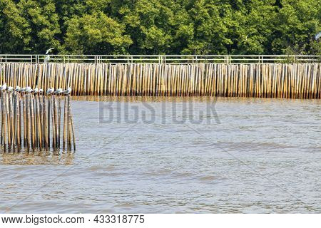 Forest Trees And Natural Wetlands By The Sea In Thailand.