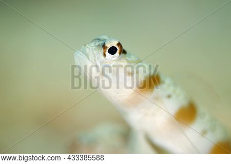 Redmargin Shrimpgoby (amblyeleotris Rubrimarginata). Triton Bay, West Papua, Indonesia