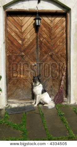 Hund på en tærskel på huset