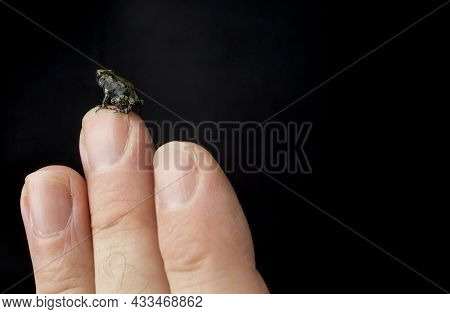 Small Froglet Baby Frog On Human Hand Showing Its Small Size