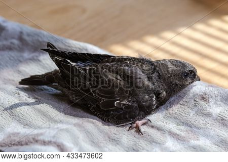 Nestling Of Black Swift Handpicked For Salvation After That Was Fallen Out Of The Nest, During Nursi