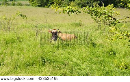 Beautiful Big Milk Cow Grazes On Green Meadow