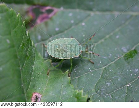 A Green Bug On A Plant. Portrait Of A Bug.