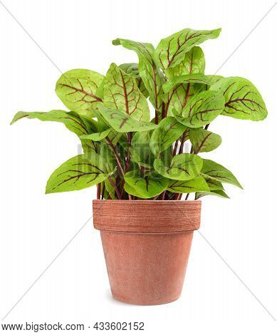 Red Veined Sorrel In Vase Isolated On White Background