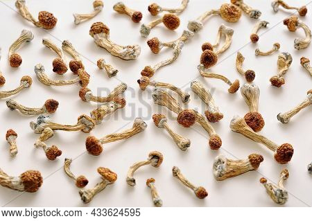 Microdosing Concept. Dry Psilocybin Mushrooms On White Background. Psychedelic, Mind-blowing, Magic 