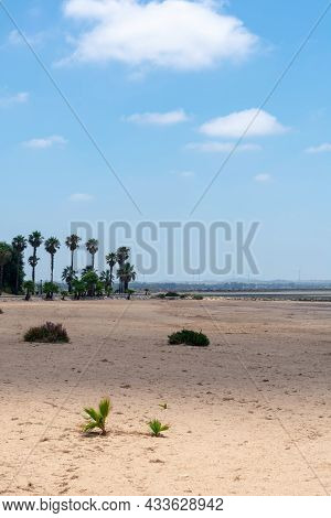 Palm Trees On Cachucha Beach In Puerto Real, Cádiz. Andalusia, Spain. Europe.