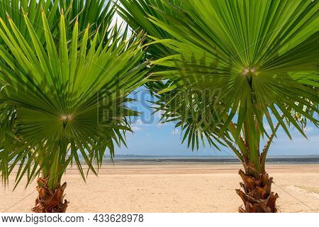 Palm Trees On Cachucha Beach In Puerto Real, Cádiz. Andalusia, Spain. Europe.