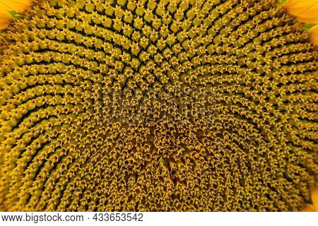Rural Farm Field With Dry And Ripe Disk Heads Of Common Sunflower Ready For Harvest, And A Late Flow