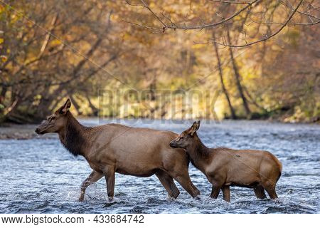 Elk Cow And Calf Cross Oconaluftee River In Fall In Great Smoky Mountains National Park