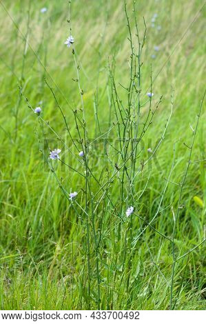 Common Chicory In Bloom Close-up Landscape View Of It