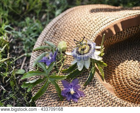 Passion Flower And Hat In The Nature