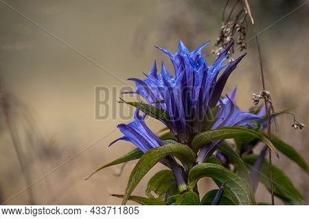 Gentiana Asclepiadea, The Willow Gentian, Is A Species Of Flowering Plant In The Family Gentianaceae