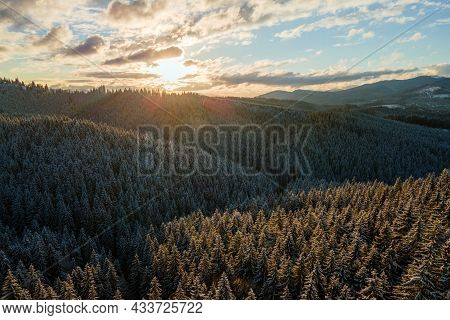 Winter Landscape With Spruse Trees Of Snow Covered Forest In Cold Mountains.