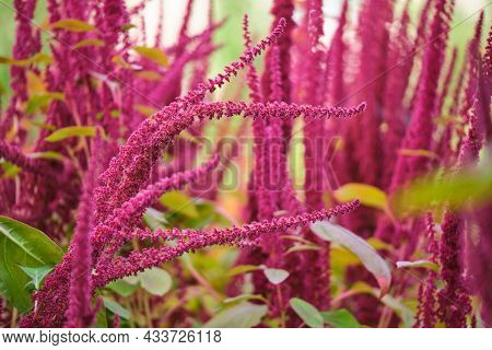 Indian Red Amaranth Plant Growing In Summer Garden. Leaf Vegetable, Cereal And Ornamental Plant, Sou