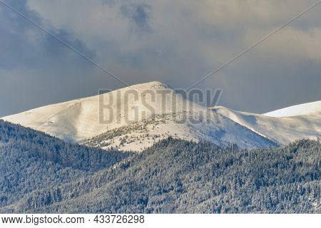 Winter Landscape With Spruse Trees Of Snow Covered Forest In Cold Mountains.