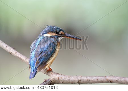 Juvenile Of Common Kingfisher (alcedo Atthis) Calmly Sitting On Wine String Over Small Stream During