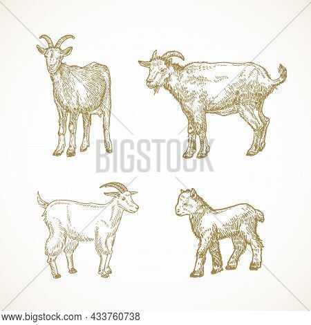 Hand Drawn Domestic Animals Vector Illustrations Set. Goats And Goatlings Sketches Collection. Engra